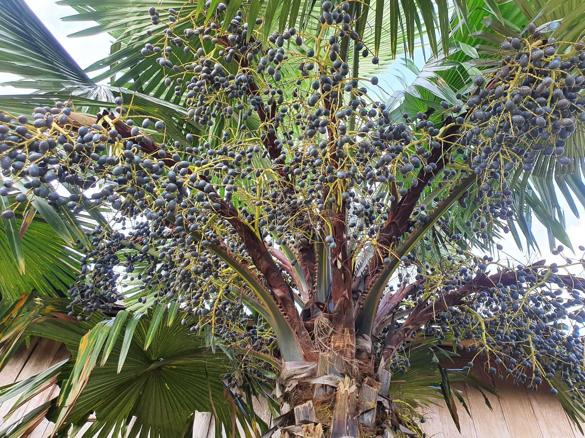 Thứ quả xanh đen là đặc sản chỉ Phú Thọ mới có, rẻ tiền nhưng khó mua- Ảnh 2.