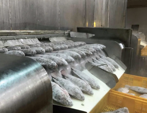 Không phải cá tra hay cá ngừ, một loại 'sản vật' dưới nước của Việt Nam đang được săn đón mạnh mẽ: Xuất khẩu tăng nóng hơn 300%, loạt đối thủ bị Mỹ áp thuế hơn 50%- Ảnh 1. Không phải cá tra hay cá ngừ, một loại 'sản vật' dưới nước của Việt Nam đang được săn đón mạnh mẽ: Xuất khẩu tăng nóng hơn 300%, loạt đối thủ bị Mỹ áp thuế hơn 50%- Ảnh 1.