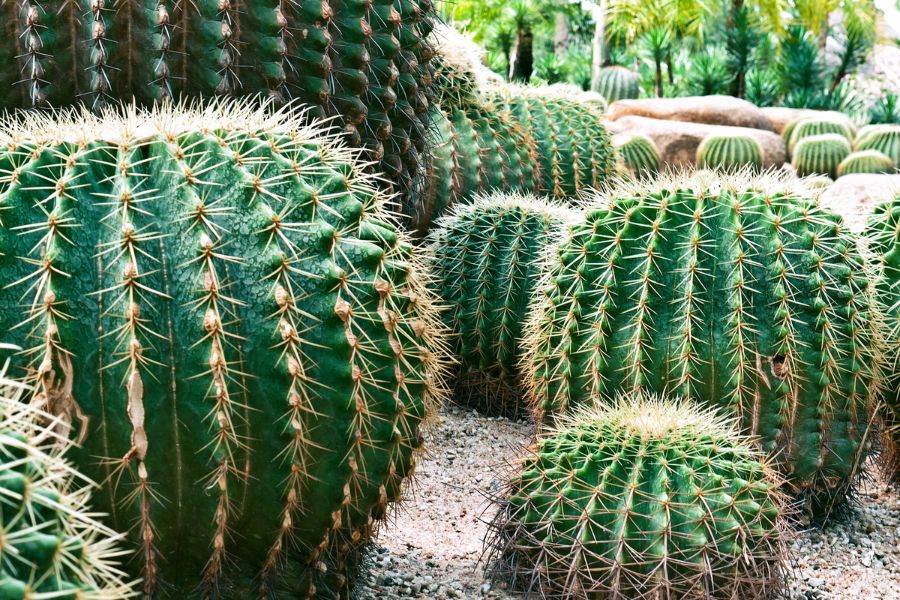 Ông bà xưa dặn: Đặt 3 loại cây này ở cửa chính là “chặn tài, cản phúc”, càng để lâu càng xui- Ảnh 1. Ông bà xưa dặn: Đặt 3 loại cây này ở cửa chính là “chặn tài, cản phúc”, càng để lâu càng xui- Ảnh 1.