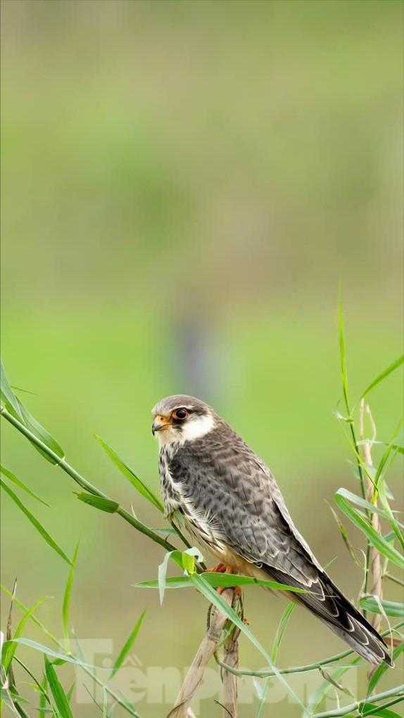 Loài chim được mệnh danh là ‘nhà du hành vĩ đại của bầu trời’ ghé thăm Hà Nội- Ảnh 7.