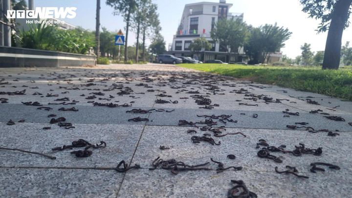 Chuyên gia lý giải hiện tượng hàng nghìn con giun đất bò lên vỉa hè, chết khô- Ảnh 1.