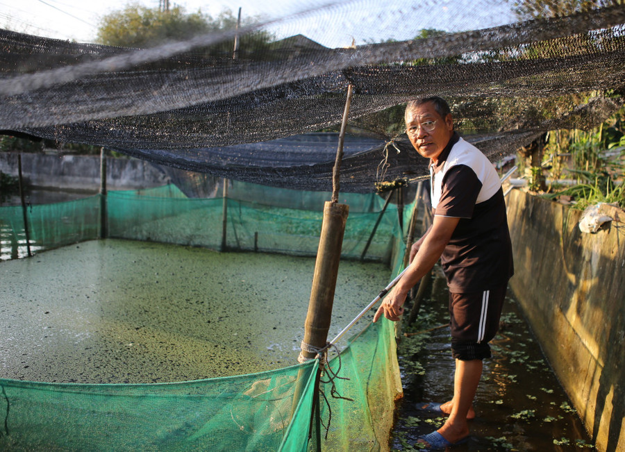 Tìm ra “mỏ vàng" trong ao, lão nông Hưng Yên mở lối đổi đời- Ảnh 3.