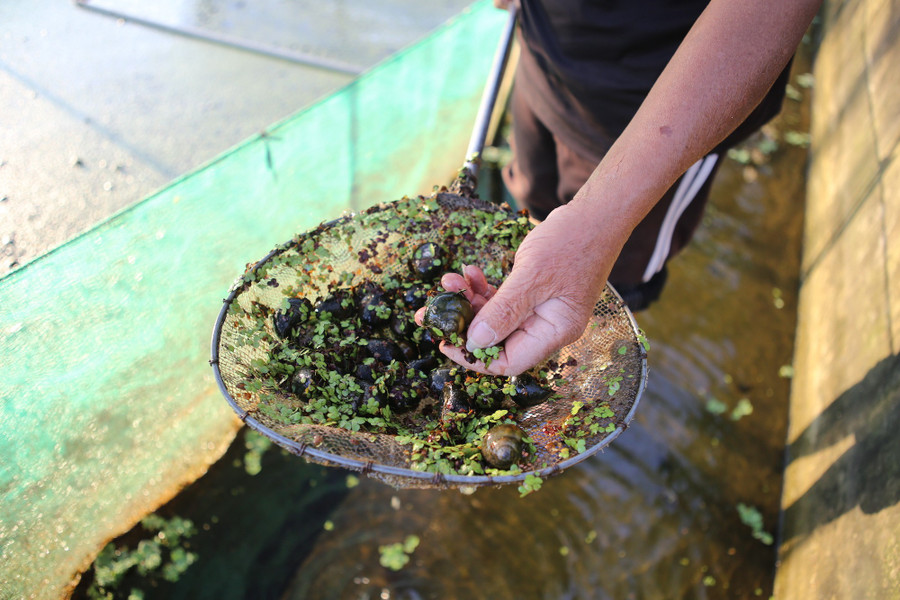 Tìm ra “mỏ vàng" trong ao, lão nông Hưng Yên mở lối đổi đời- Ảnh 1.