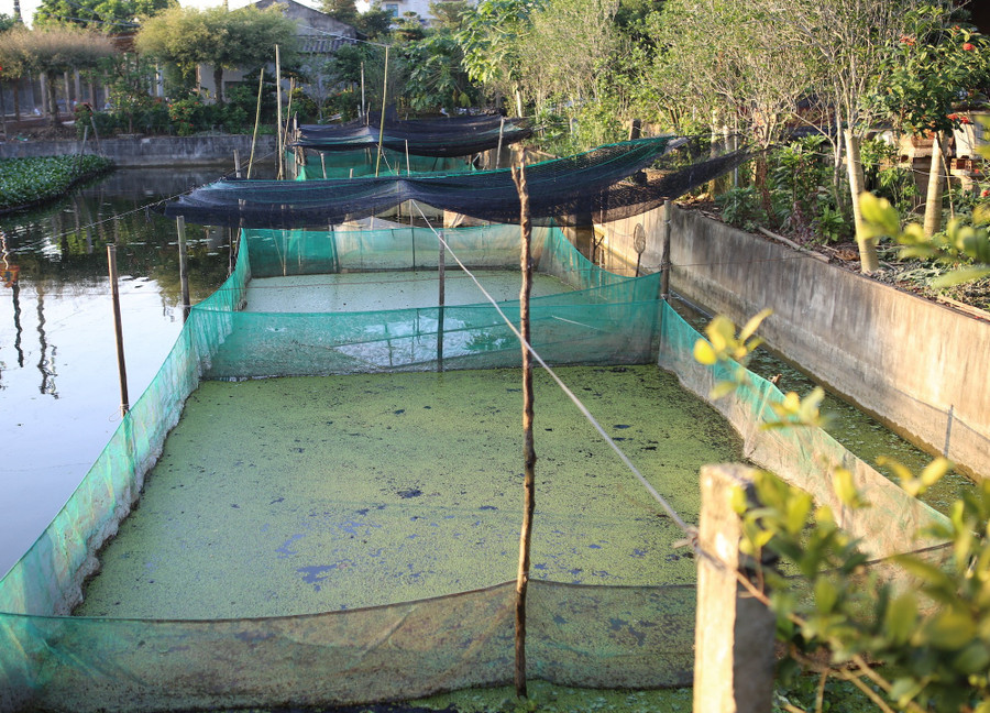 Tìm ra “mỏ vàng" trong ao, lão nông Hưng Yên mở lối đổi đời- Ảnh 2.
