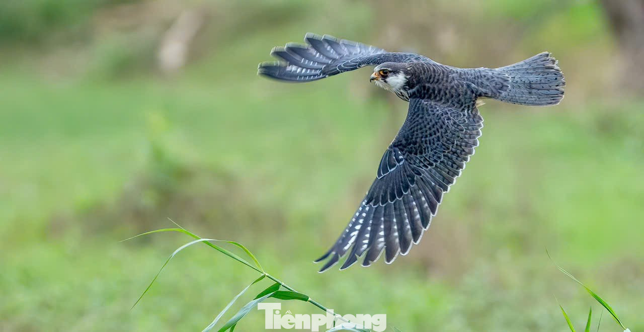 Loài chim được mệnh danh là ‘nhà du hành vĩ đại của bầu trời’ ghé thăm Hà Nội- Ảnh 16.