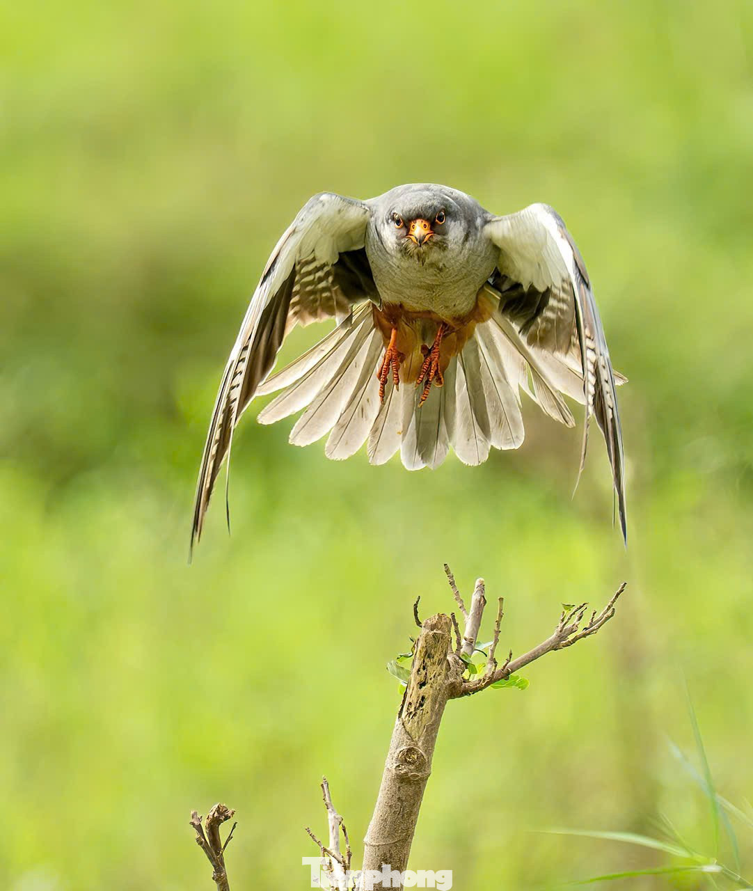 Loài chim được mệnh danh là ‘nhà du hành vĩ đại của bầu trời’ ghé thăm Hà Nội- Ảnh 18.