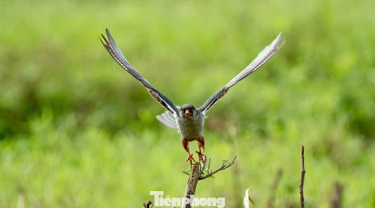 Loài chim được mệnh danh là ‘nhà du hành vĩ đại của bầu trời’ ghé thăm Hà Nội- Ảnh 13.