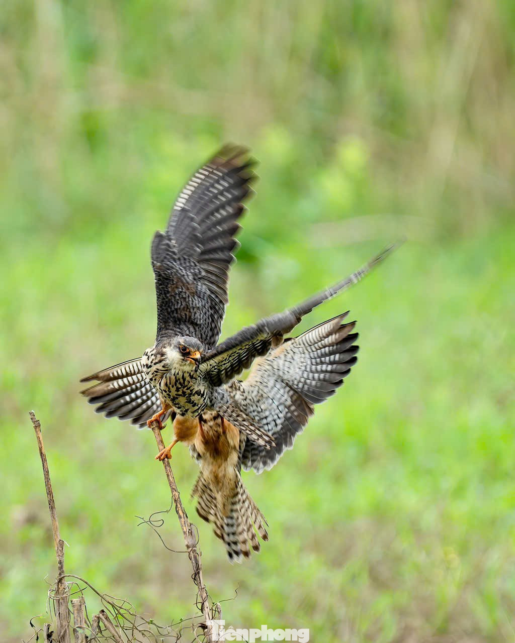 Loài chim được mệnh danh là ‘nhà du hành vĩ đại của bầu trời’ ghé thăm Hà Nội- Ảnh 17.