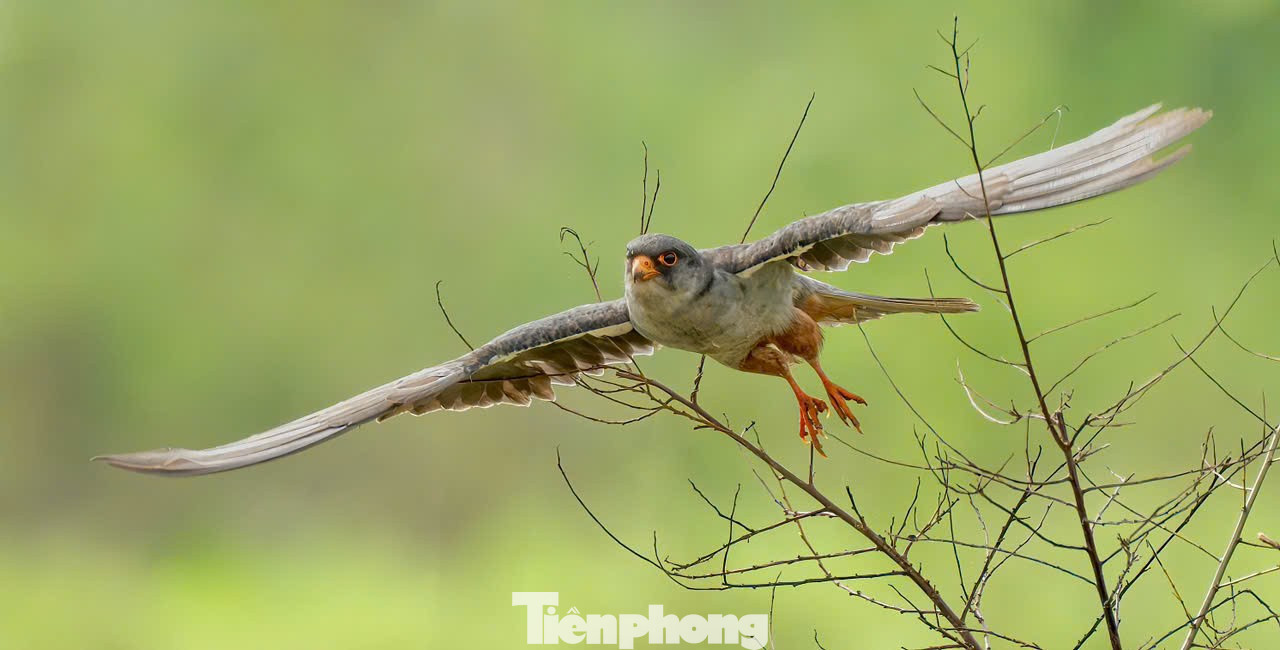 Loài chim được mệnh danh là ‘nhà du hành vĩ đại của bầu trời’ ghé thăm Hà Nội- Ảnh 19.