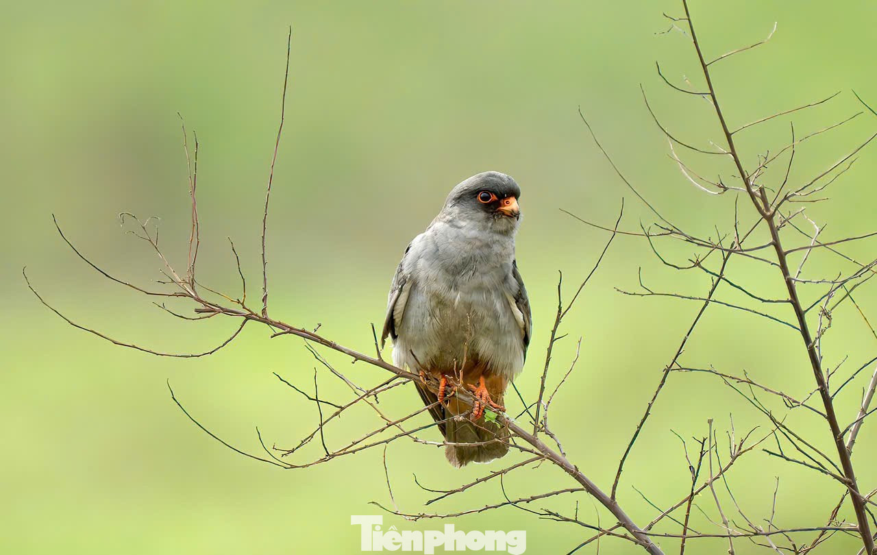 Loài chim được mệnh danh là ‘nhà du hành vĩ đại của bầu trời’ ghé thăm Hà Nội- Ảnh 14.