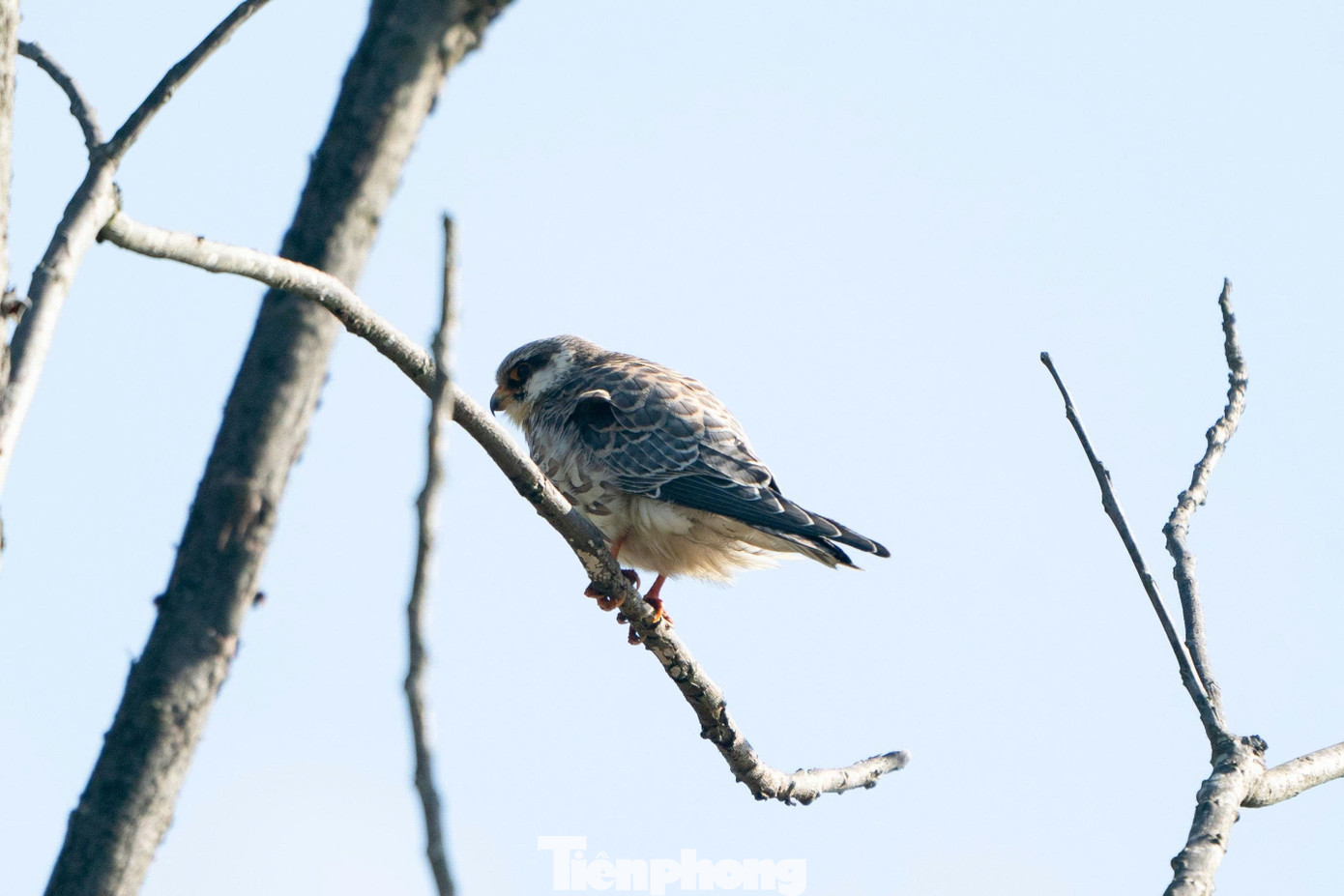 Loài chim được mệnh danh là ‘nhà du hành vĩ đại của bầu trời’ ghé thăm Hà Nội- Ảnh 8.