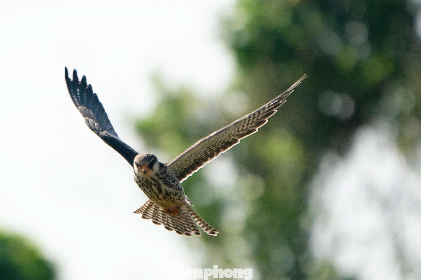 Loài chim được mệnh danh là ‘nhà du hành vĩ đại của bầu trời’ ghé thăm Hà Nội- Ảnh 3.