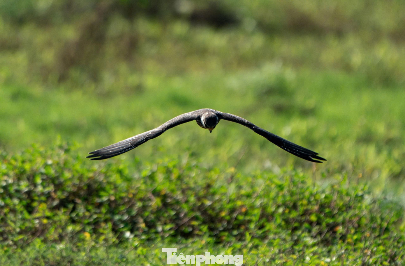 Loài chim được mệnh danh là ‘nhà du hành vĩ đại của bầu trời’ ghé thăm Hà Nội- Ảnh 5.