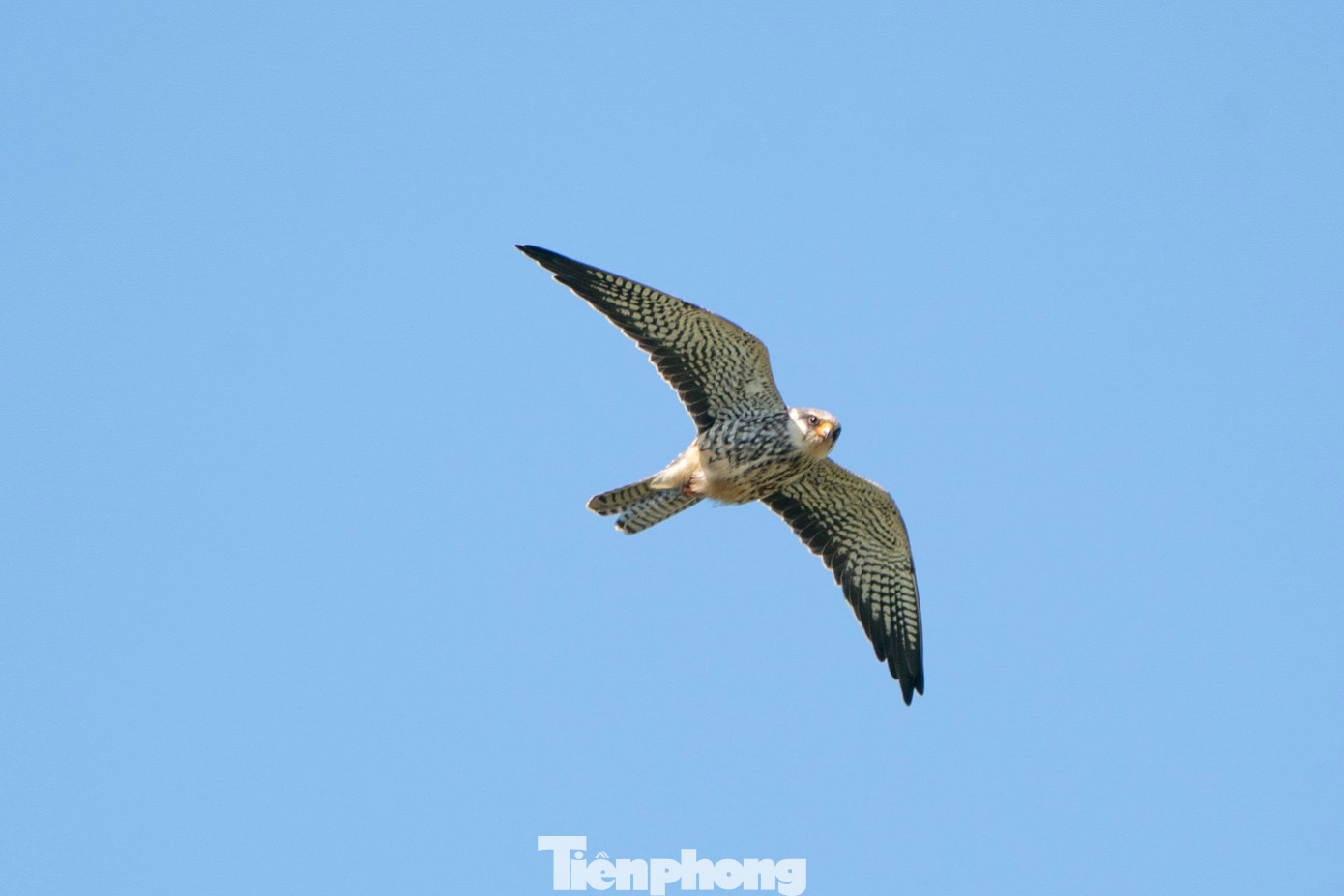 Loài chim được mệnh danh là ‘nhà du hành vĩ đại của bầu trời’ ghé thăm Hà Nội- Ảnh 9.