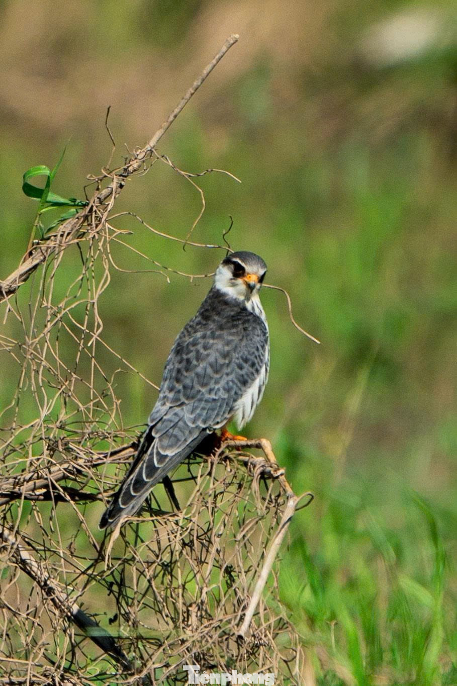 Loài chim được mệnh danh là ‘nhà du hành vĩ đại của bầu trời’ ghé thăm Hà Nội- Ảnh 6.