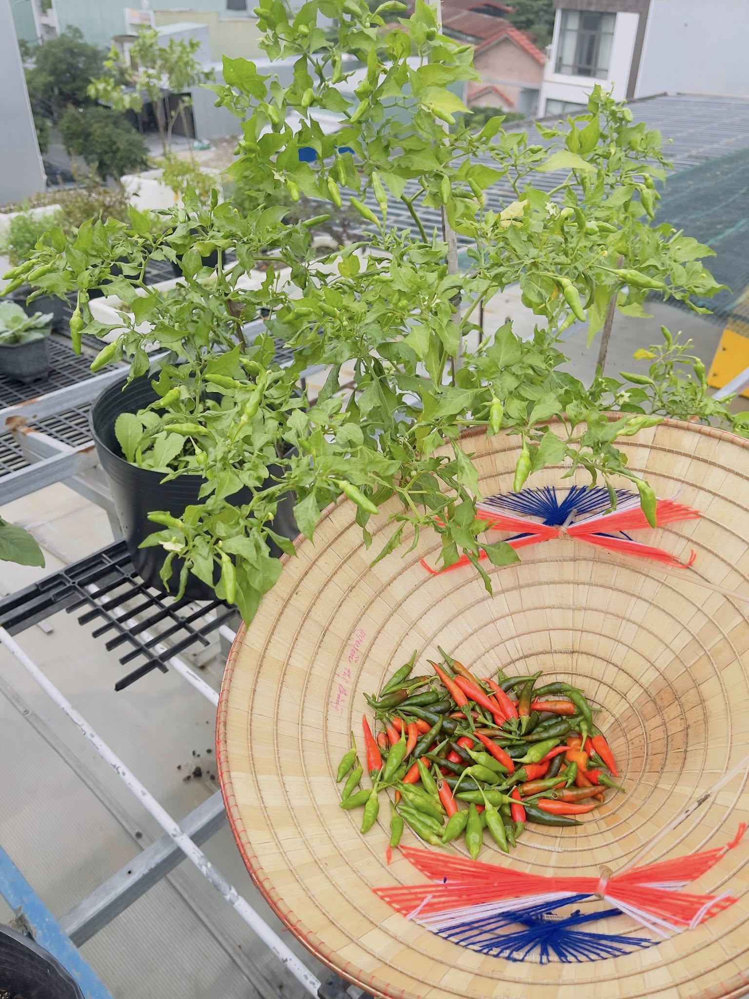 Giá rau hot nhất lúc này- Ảnh 8. Giá rau hot nhất lúc này- Ảnh 8.