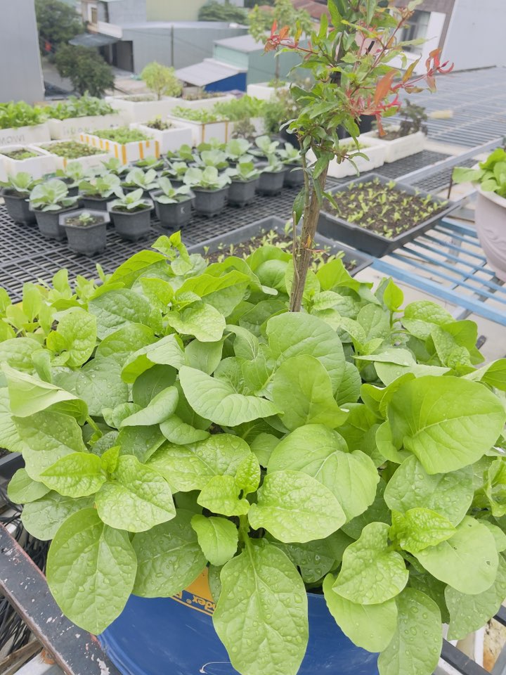 Giá rau hot nhất lúc này- Ảnh 7. Giá rau hot nhất lúc này- Ảnh 7.