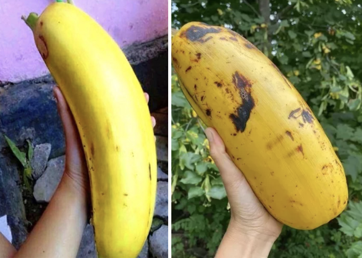 Quả chuối nặng tận 6kg, 4 người mới ăn hết: Nhìn thân cây còn choáng hơn- Ảnh 3. Quả chuối nặng tận 6kg, 4 người mới ăn hết: Nhìn thân cây còn choáng hơn- Ảnh 3.