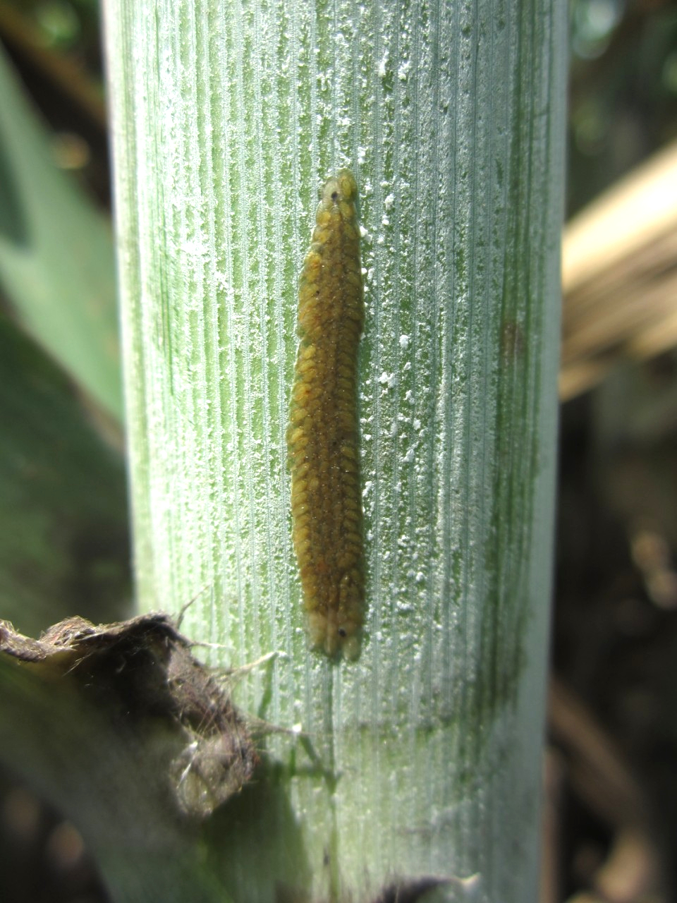 Thả sinh vật chưa đến 1mm ra ruộng mía: Đột phá ý tưởng đưa mía Việt chinh phục Mỹ, EU- Ảnh 1.