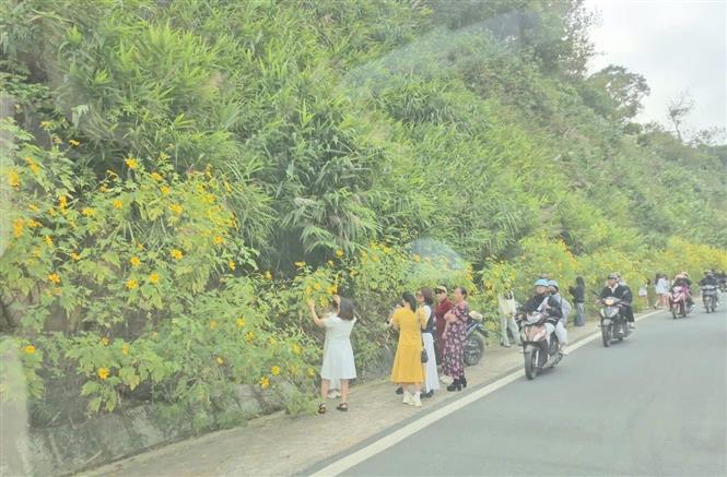 Vườn quốc gia Ba Vì thu hút du khách ngắm hoa dã quỳ nở rộ- Ảnh 3. Vườn quốc gia Ba Vì thu hút du khách ngắm hoa dã quỳ nở rộ- Ảnh 3.