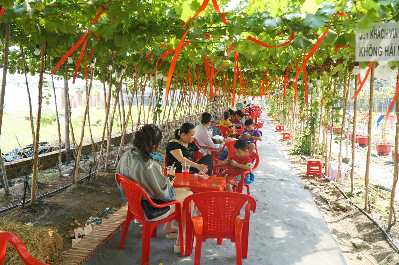 Uống cà phê xem cừu giữa vườn nho trĩu quả ở TPHCM- Ảnh 1.