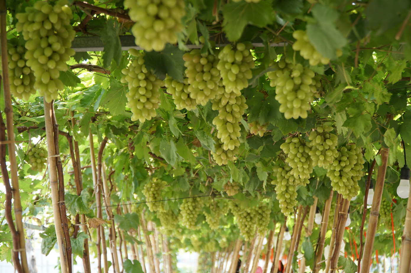 Uống cà phê xem cừu giữa vườn nho trĩu quả ở TPHCM- Ảnh 3.