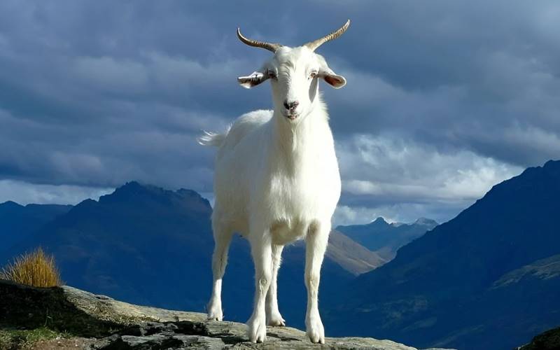 Tháng 10 Âm lịch có 4 con giáp Tháng 10 Âm lịch có 4 con giáp