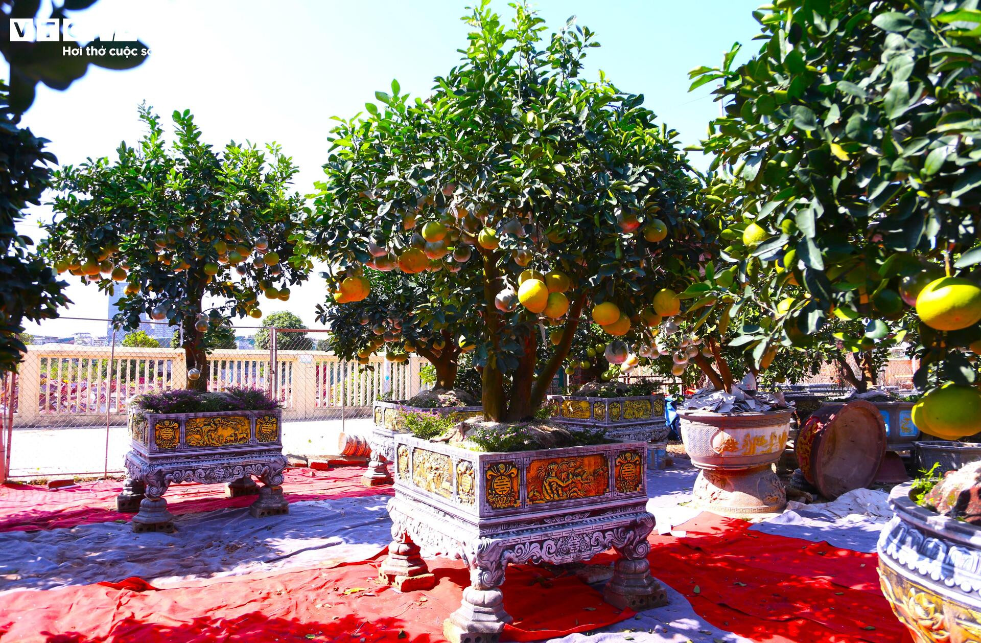 Đón Tết Bính Ngọ, khách sớm xuống tiền đặt cọc quất cảnh vì lo “cháy hàng”- Ảnh 10.