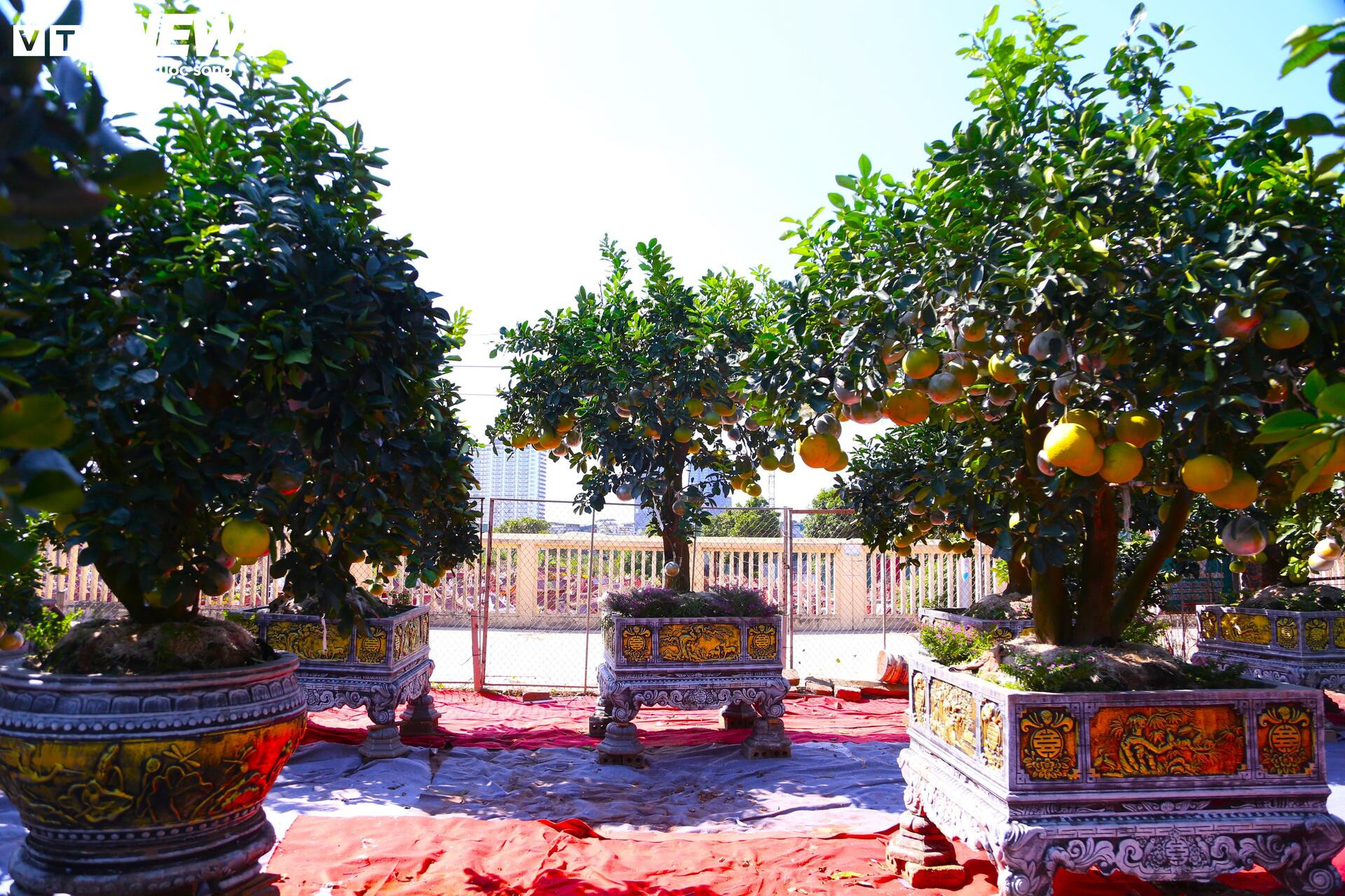 Đón Tết Bính Ngọ, khách sớm xuống tiền đặt cọc quất cảnh vì lo “cháy hàng”- Ảnh 11.