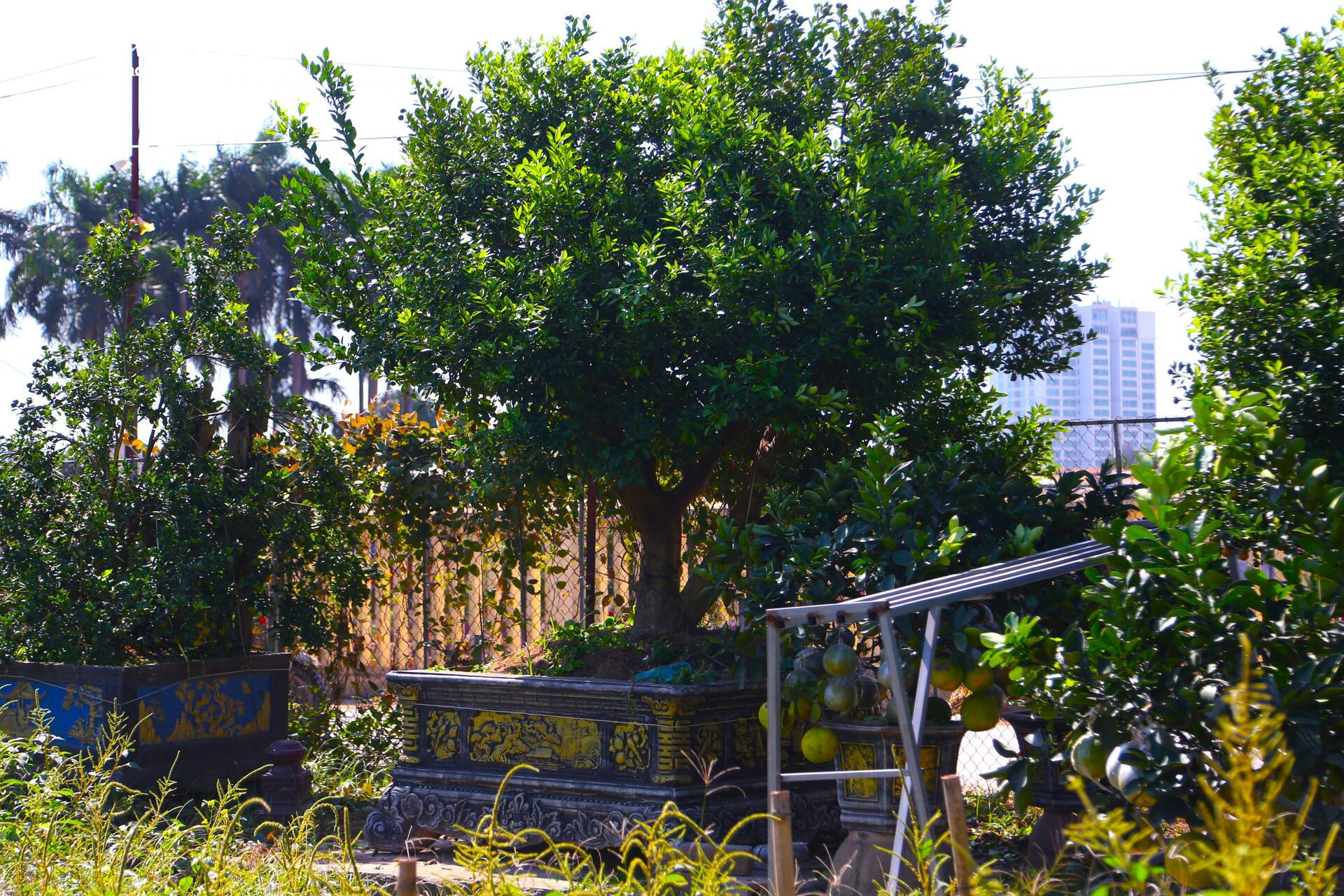 Đón Tết Bính Ngọ, khách sớm xuống tiền đặt cọc quất cảnh vì lo “cháy hàng”- Ảnh 7.