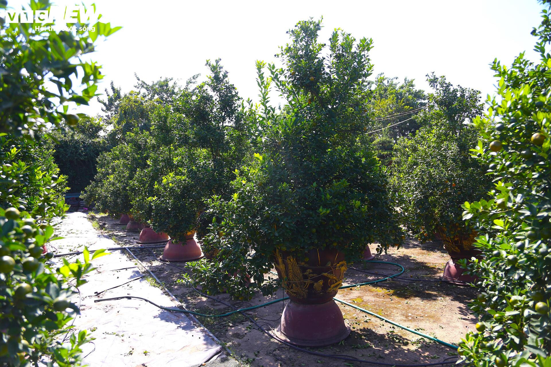 Đón Tết Bính Ngọ, khách sớm xuống tiền đặt cọc quất cảnh vì lo “cháy hàng”- Ảnh 2.