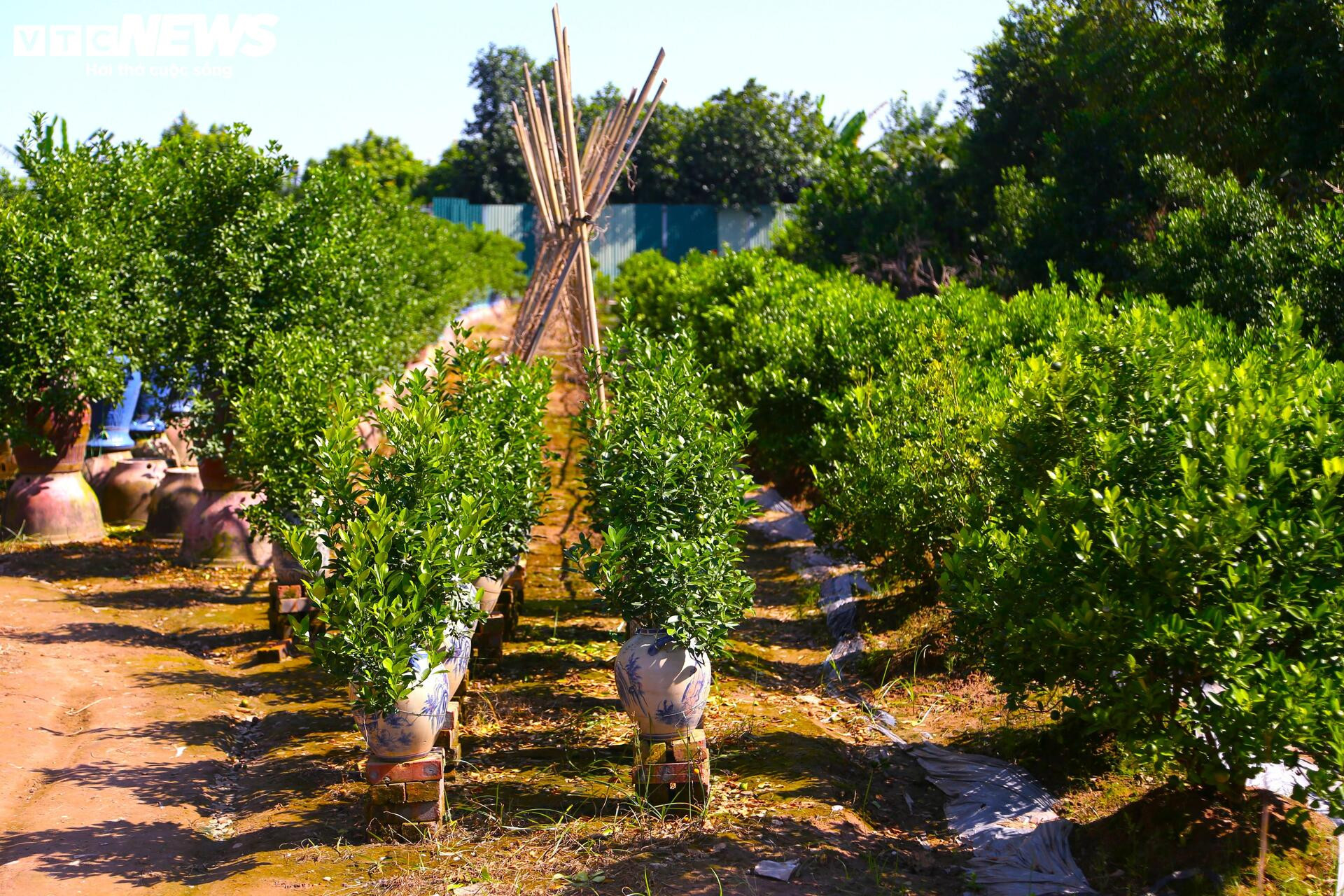 Đón Tết Bính Ngọ, khách sớm xuống tiền đặt cọc quất cảnh vì lo “cháy hàng”- Ảnh 5.