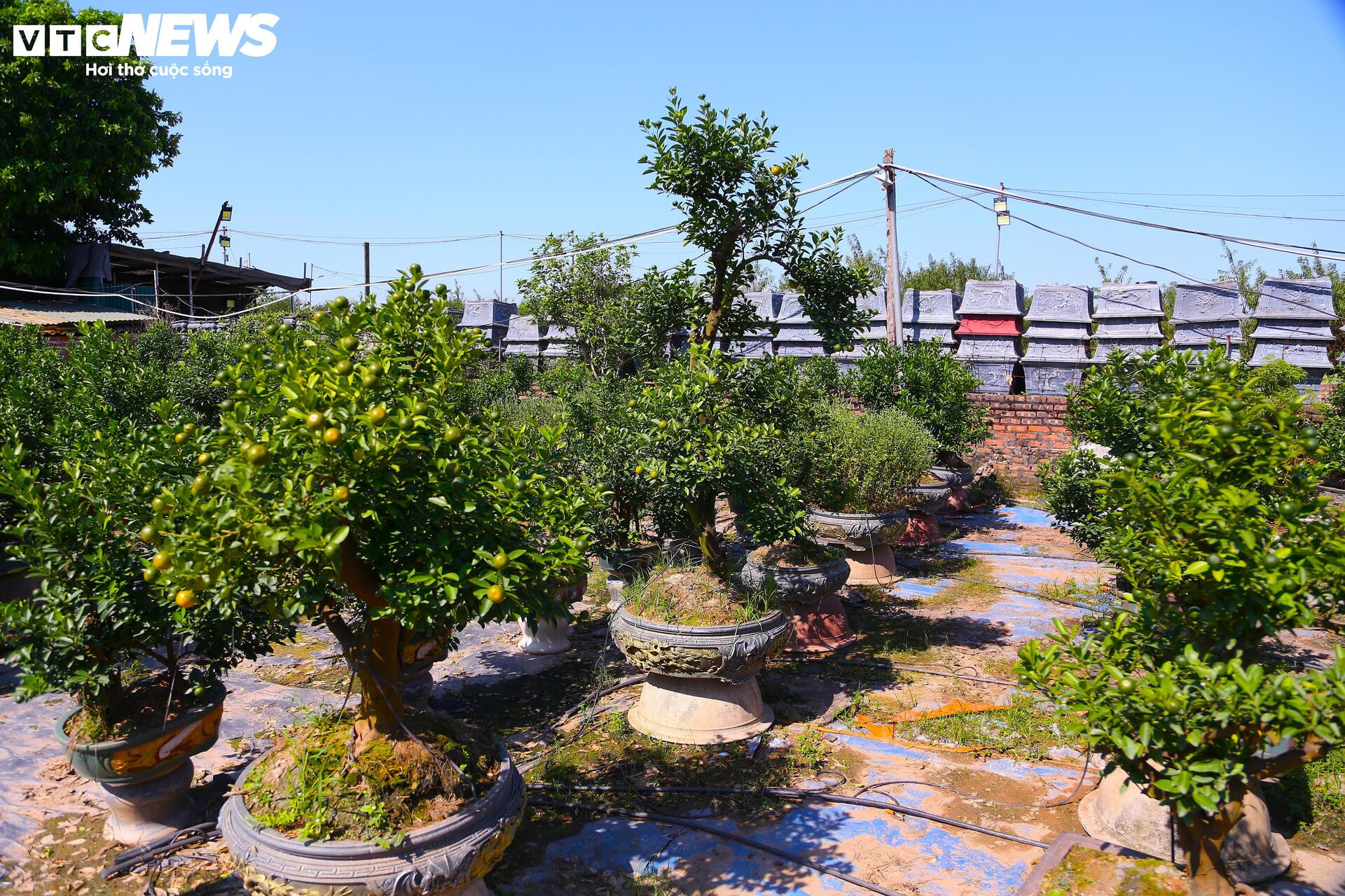 Đón Tết Bính Ngọ, khách sớm xuống tiền đặt cọc quất cảnh vì lo “cháy hàng”- Ảnh 1.