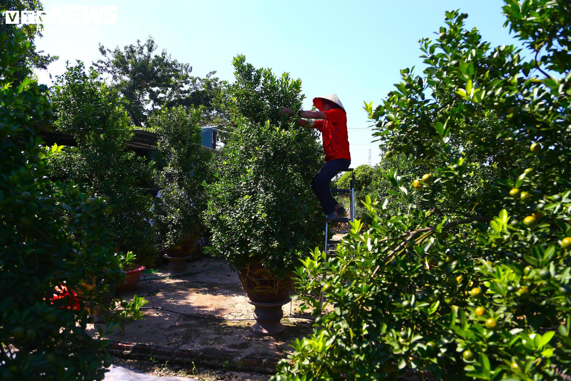 Đón Tết Bính Ngọ, khách sớm xuống tiền đặt cọc quất cảnh vì lo “cháy hàng”- Ảnh 3.