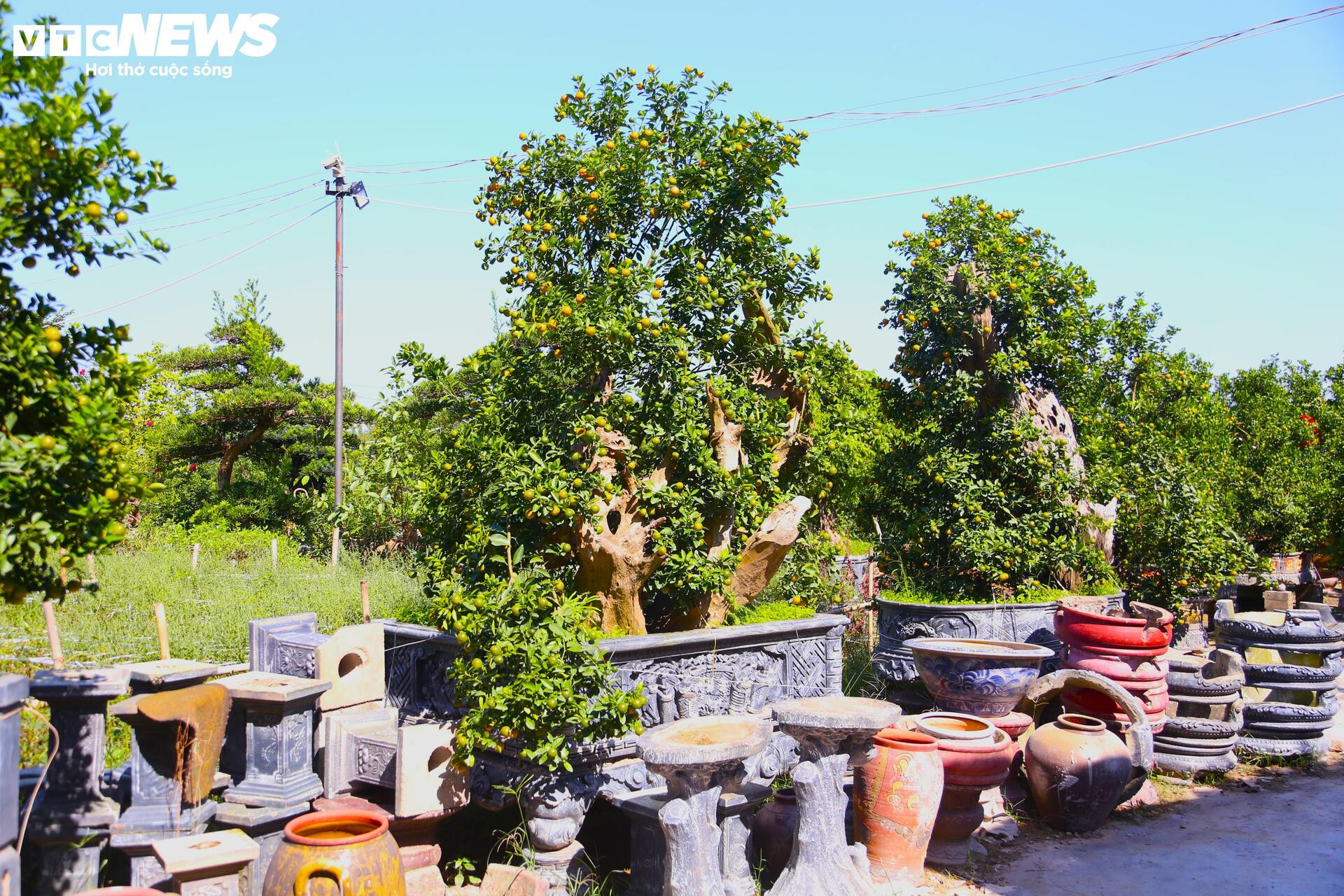 Đón Tết Bính Ngọ, khách sớm xuống tiền đặt cọc quất cảnh vì lo “cháy hàng”- Ảnh 8.