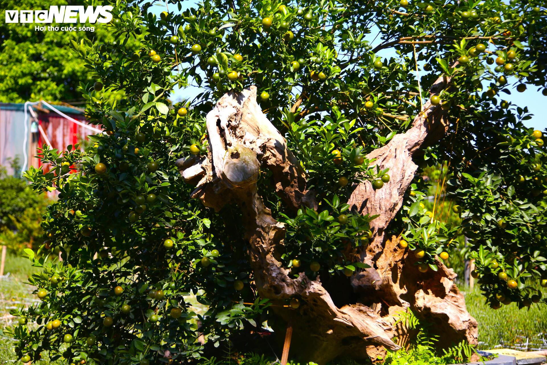 Đón Tết Bính Ngọ, khách sớm xuống tiền đặt cọc quất cảnh vì lo “cháy hàng”- Ảnh 9.