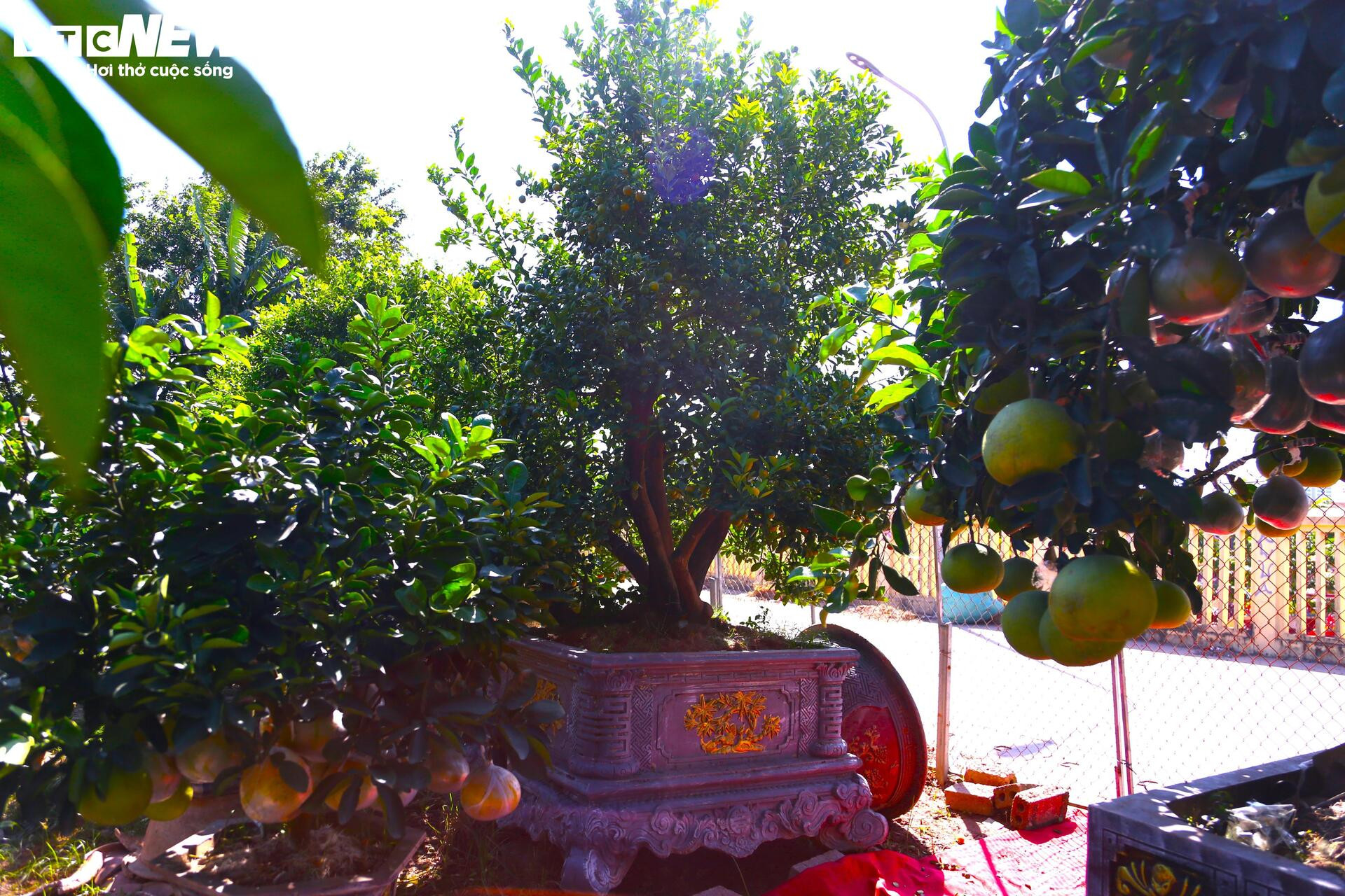 Đón Tết Bính Ngọ, khách sớm xuống tiền đặt cọc quất cảnh vì lo “cháy hàng”- Ảnh 6.