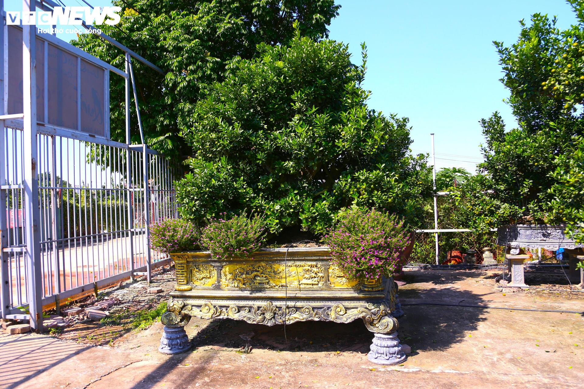 Đón Tết Bính Ngọ, khách sớm xuống tiền đặt cọc quất cảnh vì lo “cháy hàng”- Ảnh 12.