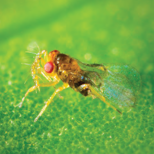 Thả sinh vật chưa đến 1mm ra ruộng mía: Đột phá ý tưởng đưa mía Việt chinh phục Mỹ, EU- Ảnh 2.