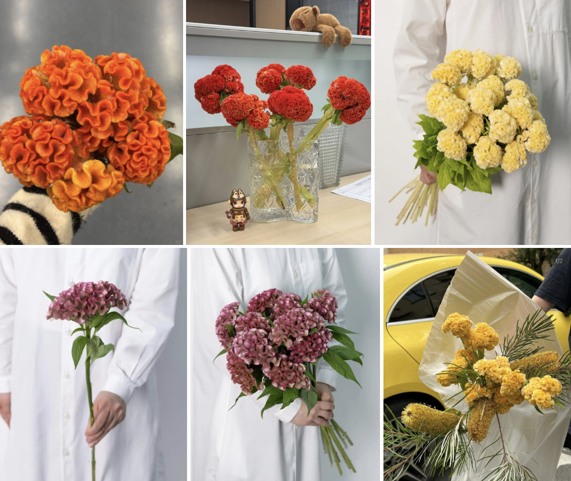 Hoa mào gà: Tưởng quê mùa mà cắm lên lại sang rực rỡ, chơi Tết đẹp mê và hút phú quý vào nhà- Ảnh 5.