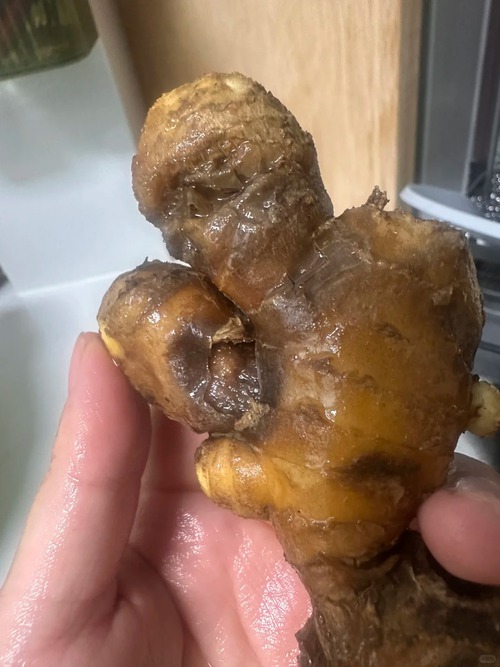 Nhiều chị em trồng gừng bonsai nhưng chẳng được mấy ngày đã thối um cả nhà, đây là lý do chí mạng- Ảnh 4.