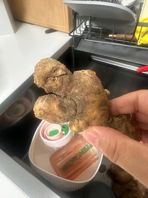 Nhiều chị em trồng gừng bonsai nhưng chẳng được mấy ngày đã thối um cả nhà, đây là lý do chí mạng- Ảnh 2.