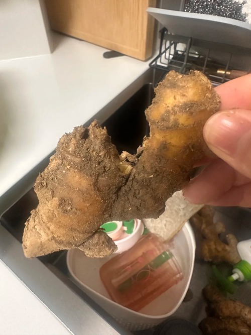 Nhiều chị em trồng gừng bonsai nhưng chẳng được mấy ngày đã thối um cả nhà, đây là lý do chí mạng- Ảnh 3.