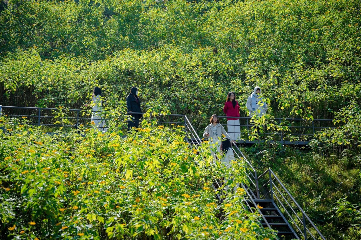 Hơn 13.000 người đổ xô tới Ba Vì ngắm hoa dã quỳ trong buổi sáng, ùn tắc kéo dài- Ảnh 5.