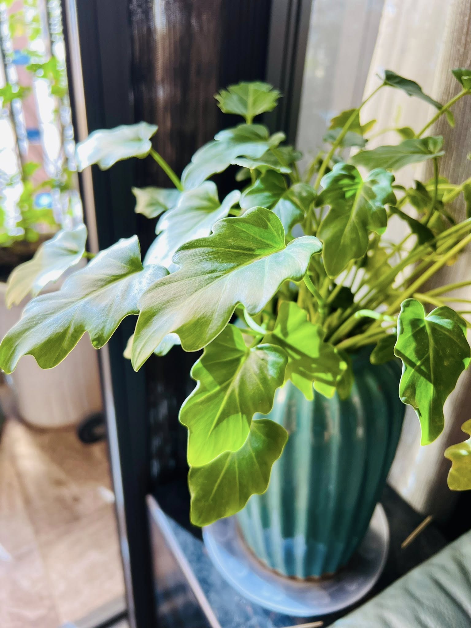 Tài sản hiếm có của MC Diễm Quỳnh ở tuổi 53- Ảnh 9. Tài sản hiếm có của MC Diễm Quỳnh ở tuổi 53- Ảnh 9.