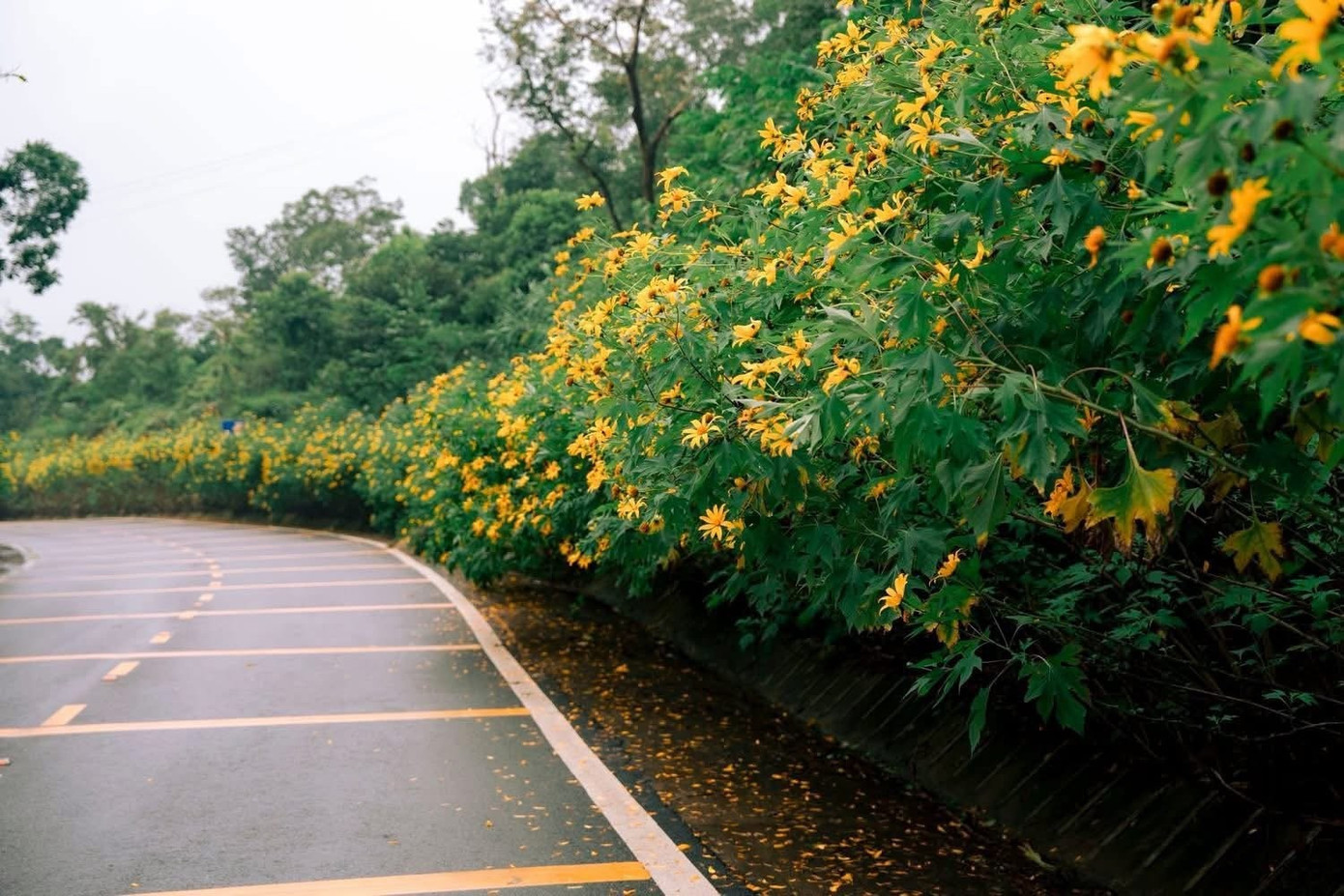 Hơn 13.000 người đổ xô tới Ba Vì ngắm hoa dã quỳ trong buổi sáng, ùn tắc kéo dài- Ảnh 6.