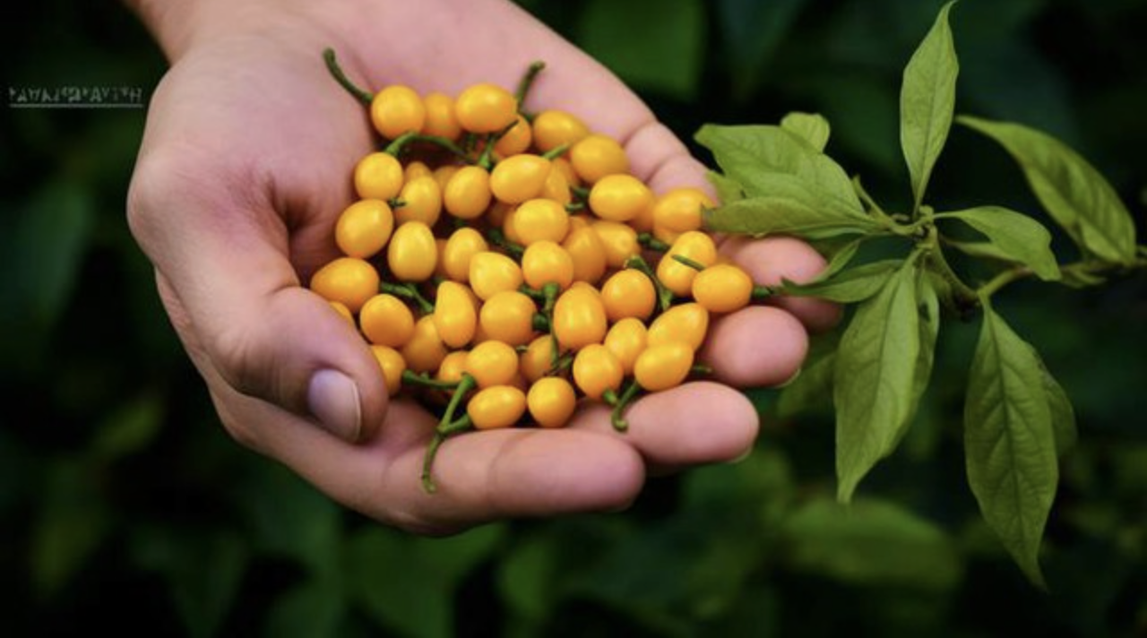 Việt Nam trồng được loại gia vị đắt nhất hành tinh, lên tới hơn 900 triệu/kg- Ảnh 3. Việt Nam trồng được loại gia vị đắt nhất hành tinh, lên tới hơn 900 triệu/kg- Ảnh 3.