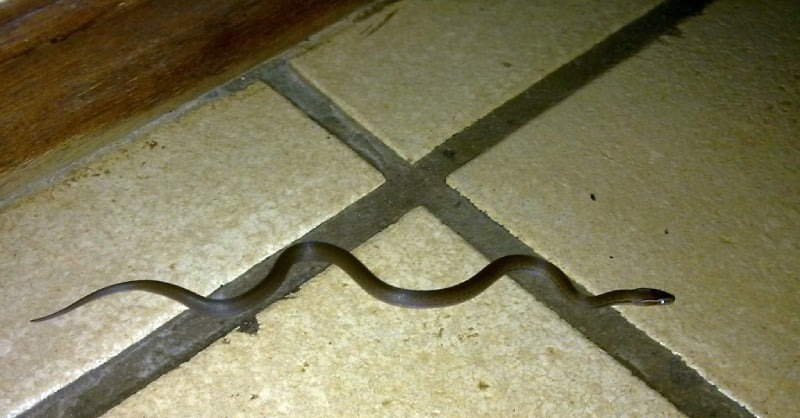 Rắn thường vào nhà ban ngày hay ban đêm? Biết sớm để tránh kẻo hối không kịp- Ảnh 1. Rắn thường vào nhà ban ngày hay ban đêm? Biết sớm để tránh kẻo hối không kịp- Ảnh 1.