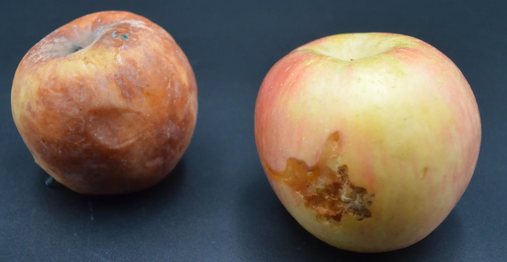 Sai lầm ai cũng mắc: Không phải thức ăn thừa mà 5 loại thực phẩm này mới là "kẻ giết người thầm lặng" trong bếp!- Ảnh 3.