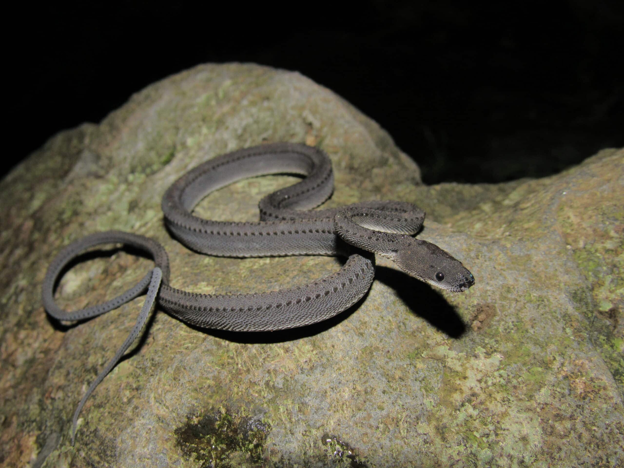 Loài rắn kỳ lạ hiếm khi vượt quá 60 cm, được người dân coi là Loài rắn kỳ lạ hiếm khi vượt quá 60 cm, được người dân coi là